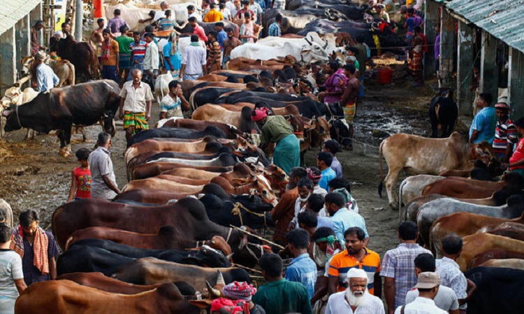 ঢাকার ২২ জায়গায় বসছে কোরবানির পশুর হাট