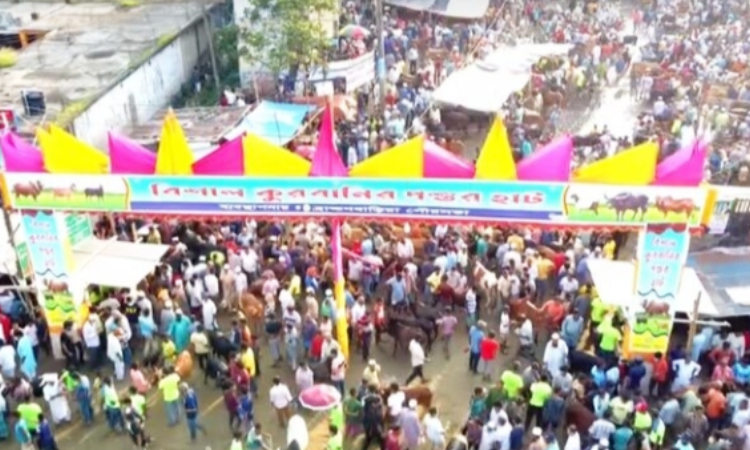কাঙ্ক্ষিত ইজারামূল্য না পাওয়ায় পশুহাট পরিচালনা করবে ব্রাহ্মণবাড়িয়া পৌরসভা