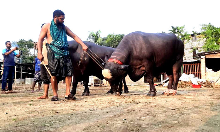 হিলিতে প্রথমবারের মতো বাণিজ্যিকভাবে গড়ে উঠেছে মহিষের খামার