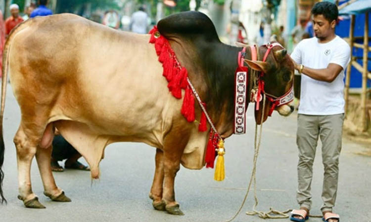 কোরবানির আগে চুল-পশম ও নখ না কাটা মুস্তাহাব