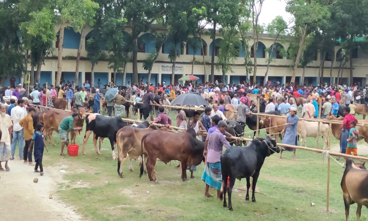 নরসিংদীতে বিদ্যালয়ের মাঠে পশুর হাট, ভ্রাম্যমাণ আদালতের অভিযান, আটক ২
