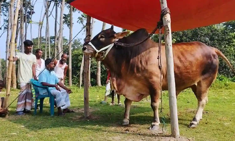 ভাগে কোরবানির নিয়ম ও গোশত বণ্টনের বিধান
