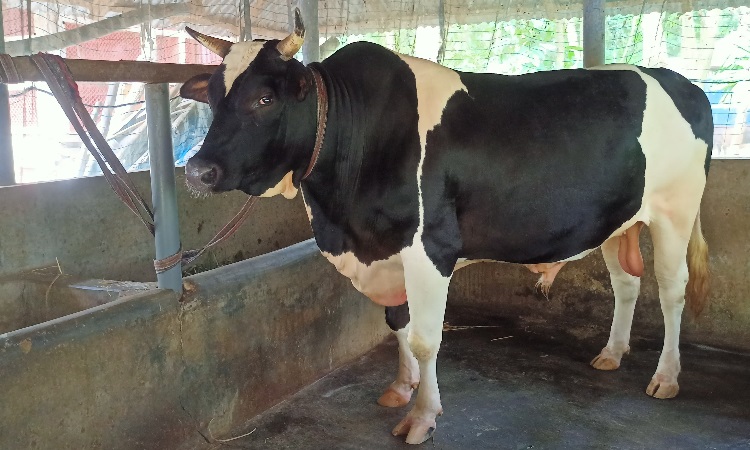 নজর কেড়েছে নাজিরপুরের কালাবাবু