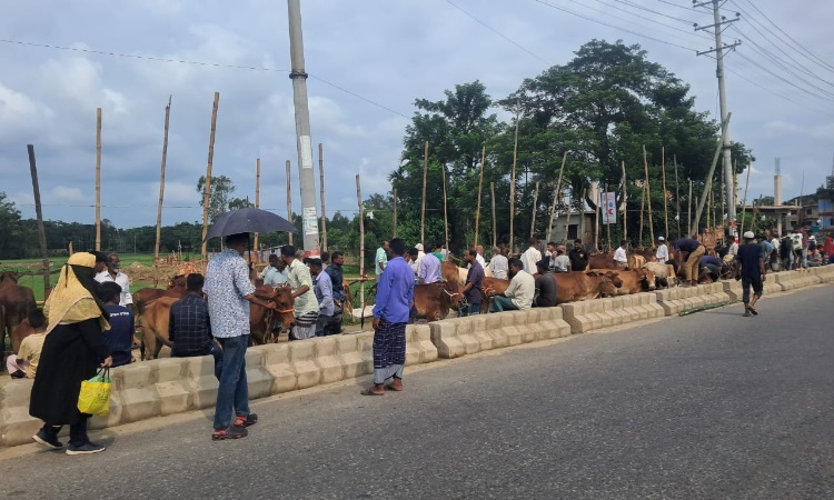কর্ণফুলীতে সড়কে পশুর হাট, খাস আদায়ে প্রশাসন, জেনেও জানে না ইউএনও