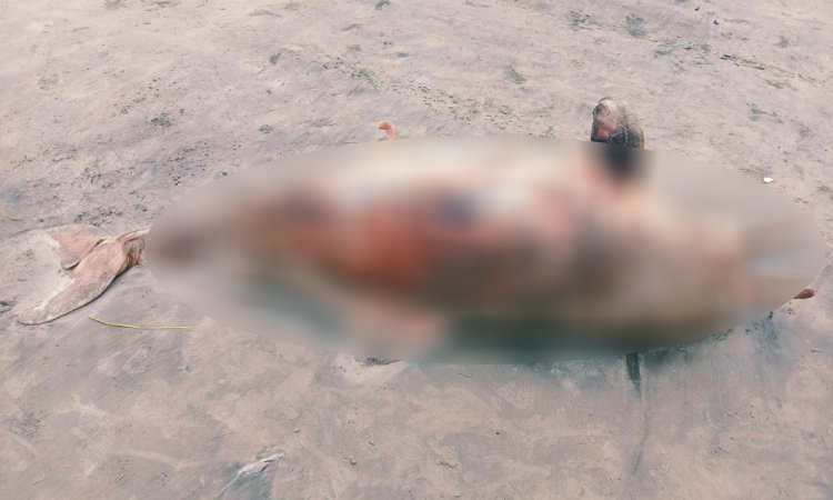 আবারও কুয়াকাটা সৈকতে ভেসে এলো মৃত ডলফিন
