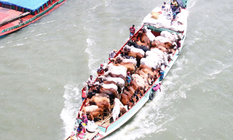 মানিকগঞ্জে গরু-মহিষ বোঝাই ট্রলার ডুবি