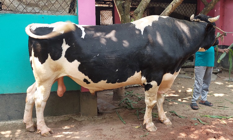 ঝিনাইদহের সবচেয়ে বড় গরু ৩৫ মণের মহারাজ