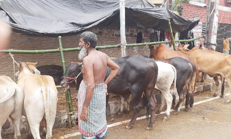বাজেট ও সাধের সমন্বয়ে ছোট ও মাঝারি গরুতে আগ্রহী ক্রেতারা