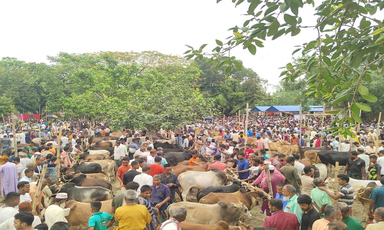 খানসামায় জমে উঠেছে পশুর হাট, মাঝারি গরুতে আগ্রহ বেশি ক্রেতাদের