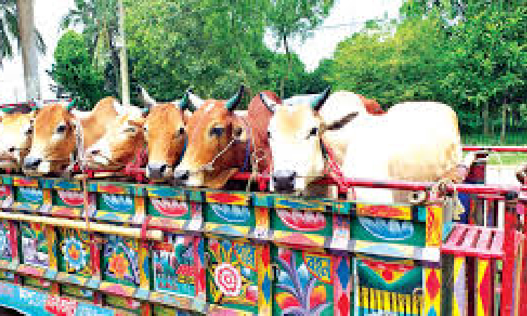 কোরবানির পশুর গাড়ি থেকে চাঁদাবাজির অভিযোগে ৫ পুলিশ সদস্য বরখাস্ত