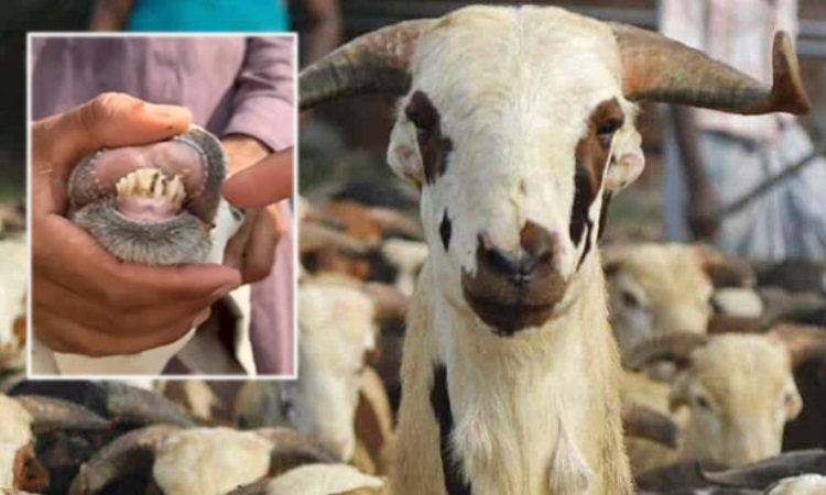 প্লাস্টিকের দাঁত লাগিয়ে কোরবানির ছাগল বিক্রি, ব্যবসায়ী আটক