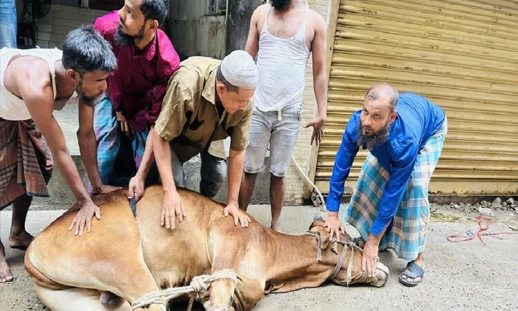 আল্লাহর সন্তুষ্টি লাভের আশায় চলছে পশু কোরবানি
