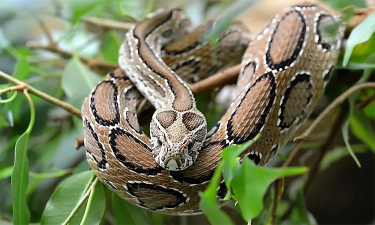 মানিকগঞ্জে সাপের কামড়ে শিশুর মৃত্যু