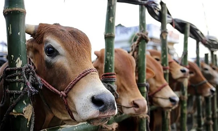 ঈদুল আজহায় ১ কোটি ৪ লাখ ৮ হাজার গবাদিপশু কোরবানি