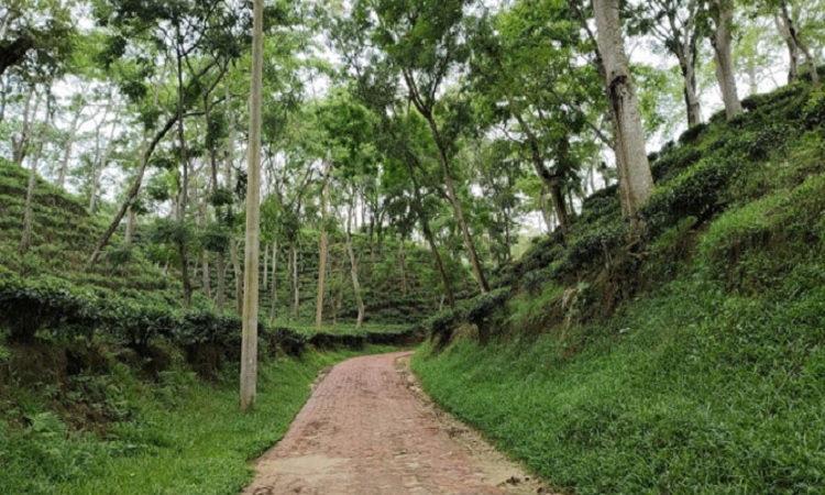 বৃষ্টির কারণে শ্রীমঙ্গলে দর্শনীয় স্থানগুলো প্রায় ফাঁকা