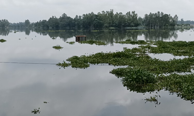 বিপৎসীমার ওপর ধরলা ও তিস্তার পানি, তলিয়ে গেছে গ্রামীণ জনপদ