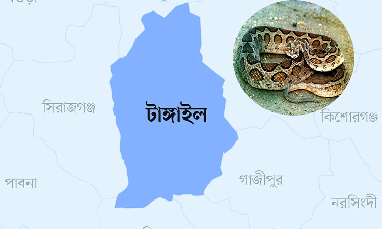 টাঙ্গাইলে দেখা মিলল বিষধর রাসেল ভাইপার