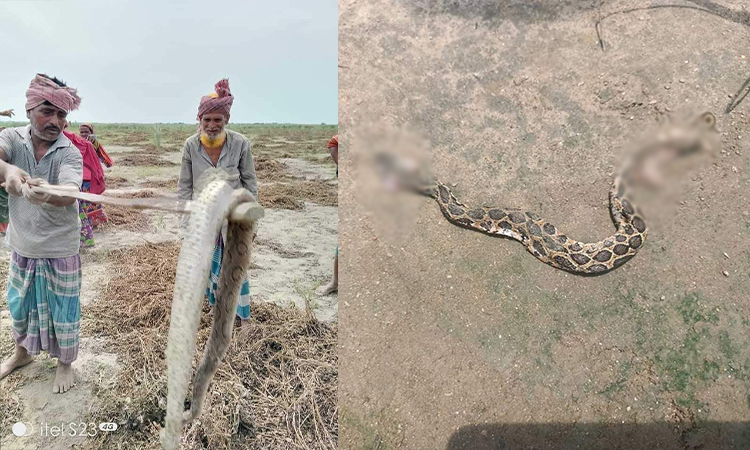 চরাঞ্চলের বাদাম খেতে দেখা মিলছে একের পর এক রাসেলস ভাইপার