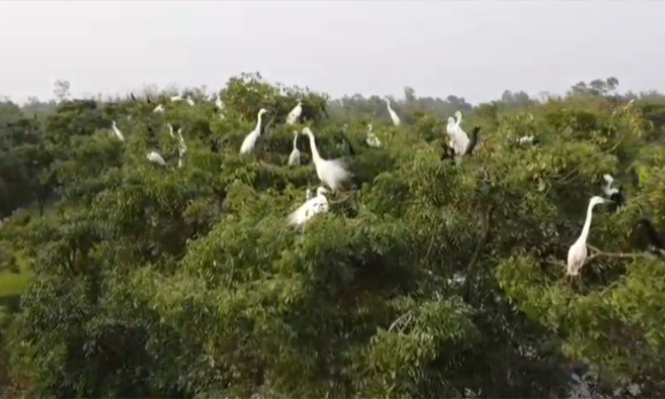 কসবার জাহাঙ্গীর মাস্টারের বাড়ি অতিথি পাখিদের অভয়াশ্রম