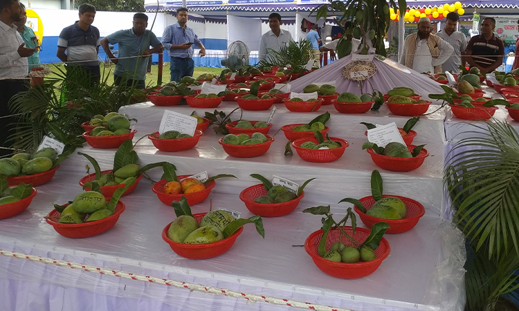 নওগাঁয় শুরু হয়েছে তিন দিনব্যাপী আম মেলা
