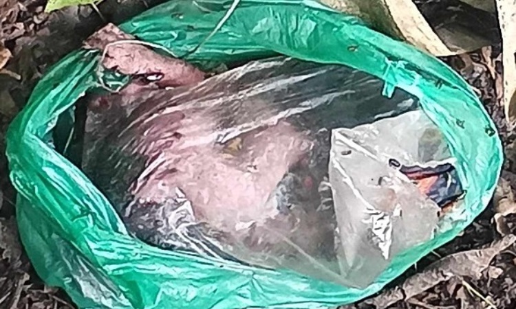 ভোলায় পলিব্যাগে মিলল নবজাতকের মরদেহ