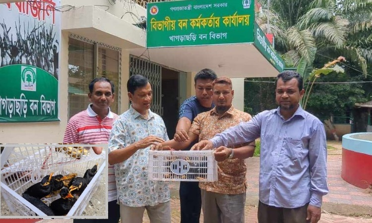 খাগড়াছড়িতে পাঁচারকালে বিলুপ্ত প্রায় ৬টি পাহাড়ি ময়না উদ্ধার