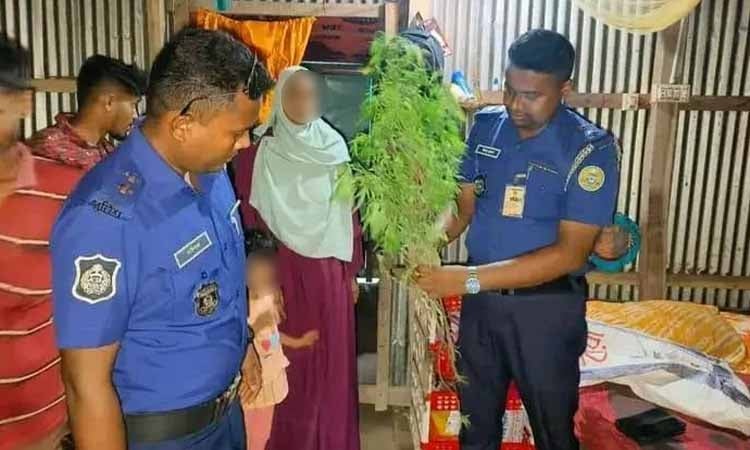 ভোলায় ৪টি গাঁজা গাছসহ এক নারী আটক