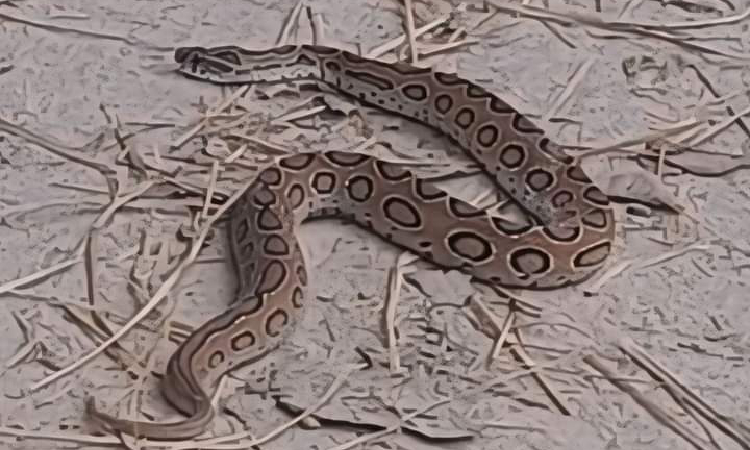 নওগাঁয় ধানক্ষেতে দেখা মিললো রাসেলস ভাইপার