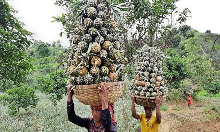 বান্দরবানের পাহাড়ের খাঁজে খাঁজে সুবাস ছড়াচ্ছে মিষ্টি আনারস