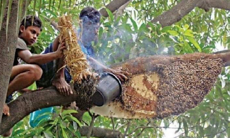 বাংলাদেশের জিআই পণ্য হিসেবে নিবন্ধিত হচ্ছে ‌‘সুন্দরবনের মধু’