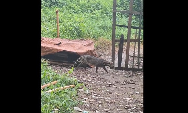 জাহাঙ্গীরনগর বিশ্ববিদ্যালয়ে থেকে অসুস্থ গন্ধগোকুল উদ্ধার