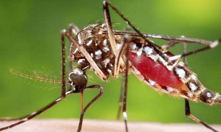 বর্ষাকালে বেড়ে যায় মশাবাহিত রোগের প্রকোপ