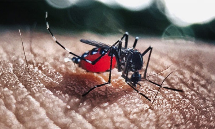 ২৪ ঘণ্টায় ডেঙ্গু আক্রান্ত আরও ৬১