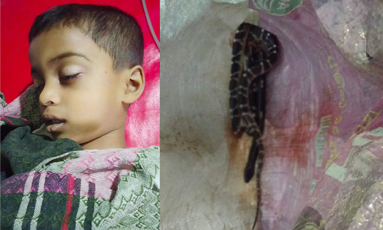 দৌলতপুরে সাপের কামড়ে শিশুর মৃত্যু