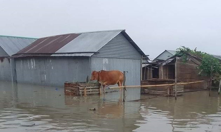 গাইবান্ধায় বন্যা পরিস্থিতির অবনতি, ৪ উপজেলার নিম্নাঞ্চল প্লাবিত