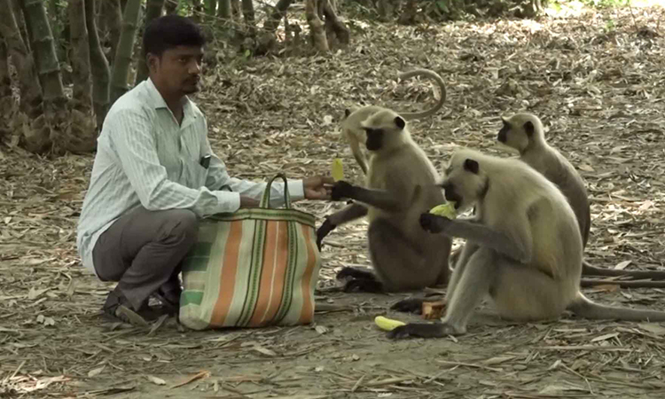 রূপকথার সেই হ্যামিলিয়নের বাঁশিওয়ালার দেখা মিলল মহেশপুরে