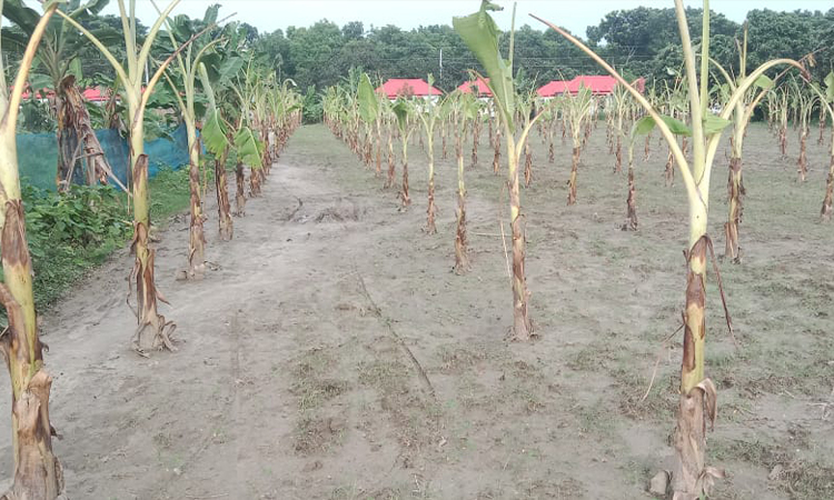 রাস্তা না থাকায় মুসাখাঁ আশ্রয়ণ প্রকল্পের বাসিন্দাদের দুর্ভোগে জীবনযাপন