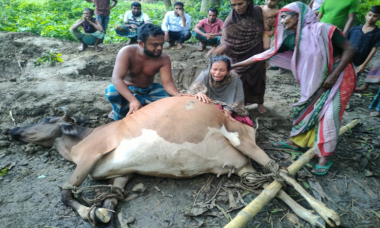 ঝিনাইদহে নাইট্রেড বিষক্রিয়ায় ৩টি গরুর মৃত্যু