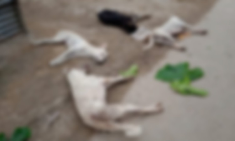 মাসহ ১১ কুকুর হত্যা: জড়িতদের আদালতে হাজির হওয়ার নির্দেশ