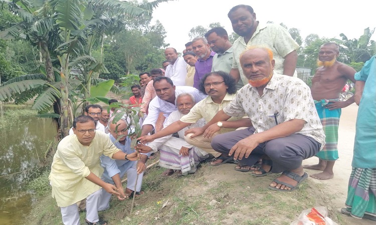 চিলমারীতে আ. লীগের সাড়ে ৫ হাজার গাছের চারা রোপণ