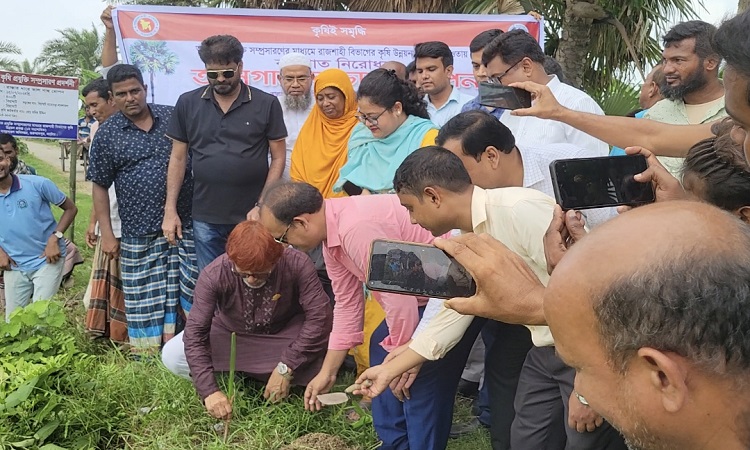 গুরুদাসপুরে বজ্রপাত নিরোধক তাল গাছের চারা রোপন