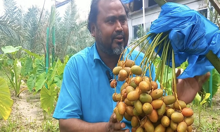 সৌদি আরবের খেজুর চাষে ভাগ্য বদল ভালুকার মোতালেবের