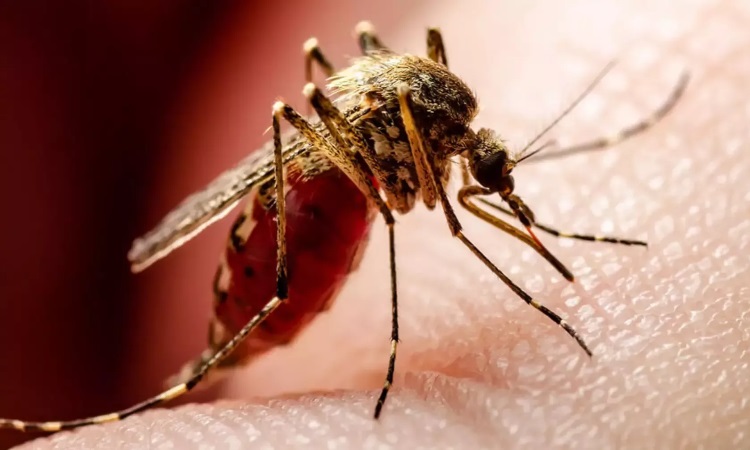২৪ ঘন্টায় ডেঙ্গু শনাক্ত আরও ১১০