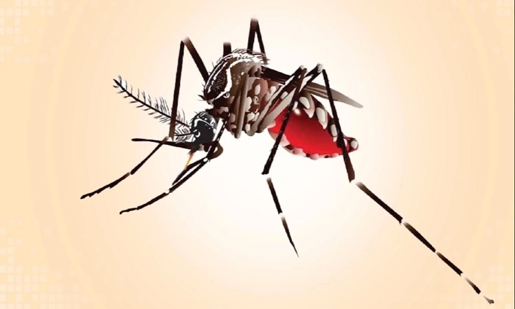 ২৪ ঘণ্টায় ডেঙ্গুতে আক্রান্ত ১১০