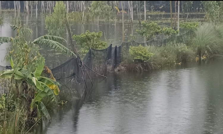 কুড়িগ্রামে বন্যার পানিতে ভেসে গেছে ৪ কোটি ৫৮ লাখ টাকার মাছ