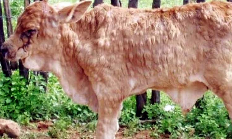 পঞ্চগড়ে বেড়েছে গরুর ‌‘লাম্পি স্কিন’ রোগ, দুশ্চিন্তায় খামারিরা