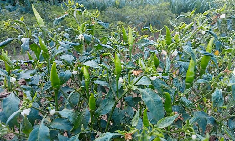 মরিচের দামে চাষীদের মুখে মিষ্টি হাসি