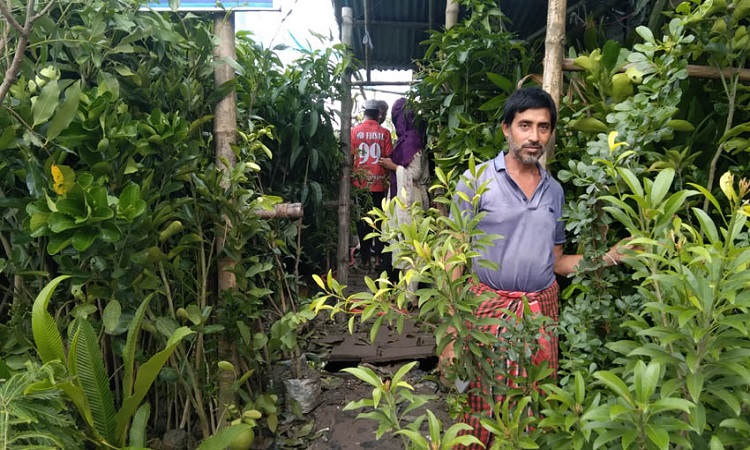 নড়াইলে নার্সারিতে ভাগ্য বদল উজ্জ্বলের