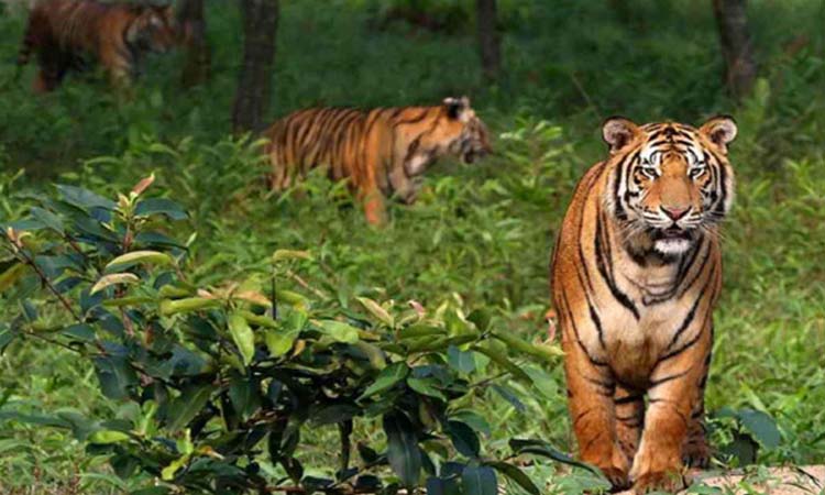 আজ বিশ্ব বাঘ দিবস, সুন্দরবনে বাড়ছে বাঘের সংখ্যা
