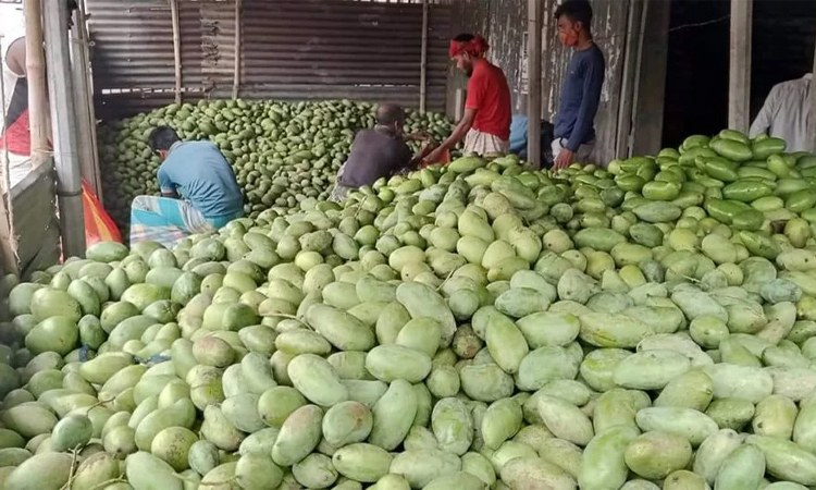 আমের খ্যাতি ধরে রাখতে প্রশাসনের হস্তক্ষেপ চায় সাপাহার আম আড়ৎ ব্যবসায়ী সমিতি